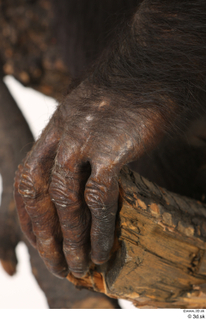 Chimpanzee Bonobo hand 0004.jpg